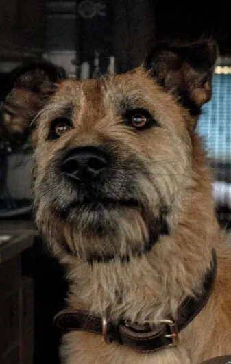 Фотография актёра Шеймус