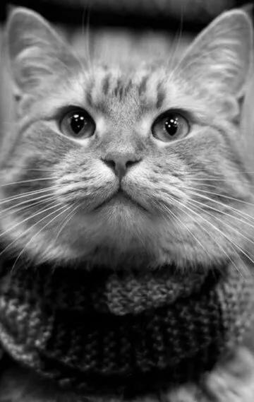 Фотография актёра Боб